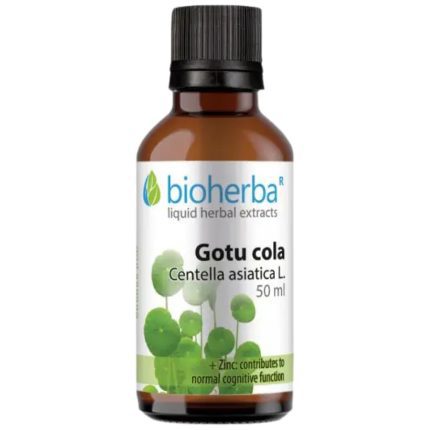 Tincture Gotu Kola