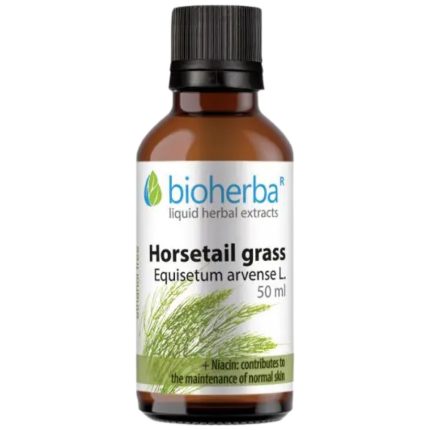 Tincture Horsetrail